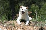 AKITA INU 382